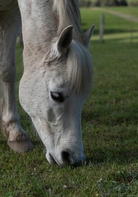 Balades poneys 