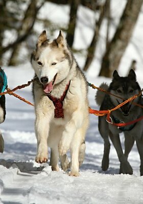 Chiens de traîneau 